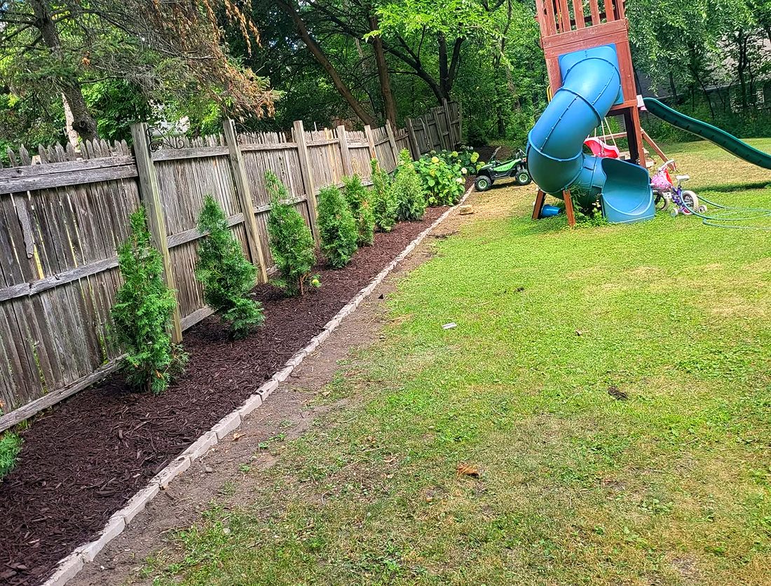 Arborvitae privacy hedge planted along a fence with fresh mulch bed
